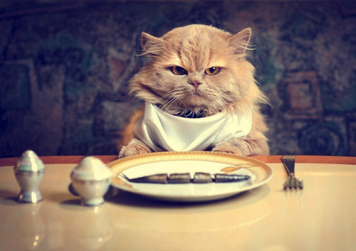hungry pussy cat diet