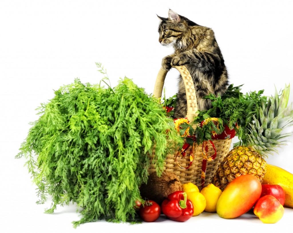 pussy cat diet vegtables